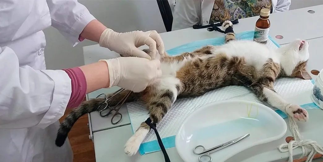 Кастрация кота по низким ценам в Москве - кастрировать кота в ветклинике  «Свой Доктор»