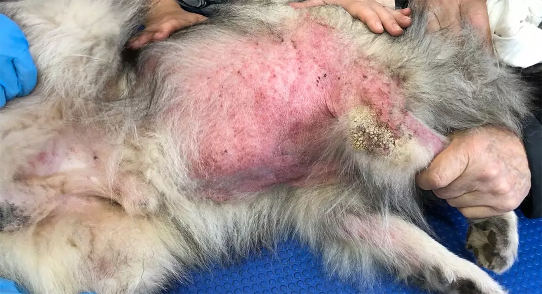 Аллергия у собак - как проявляется, симптомы и лечение
