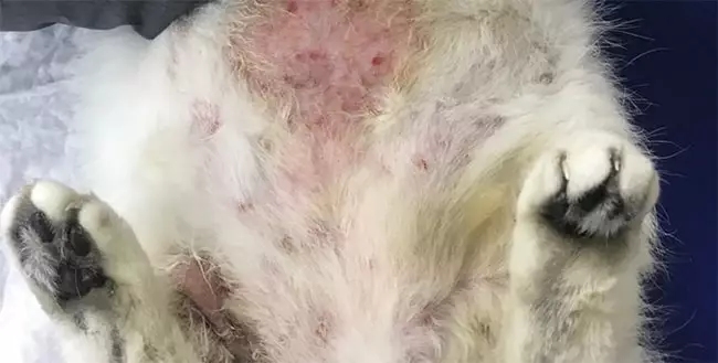 Аллергия у кошек - статьи о ветеринарии «Свой Доктор»