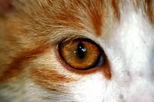 Болезни глаз у кошек и котов - симптомы, лечение фото заболеваний