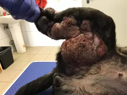 Как выглядит рак кожи у собак