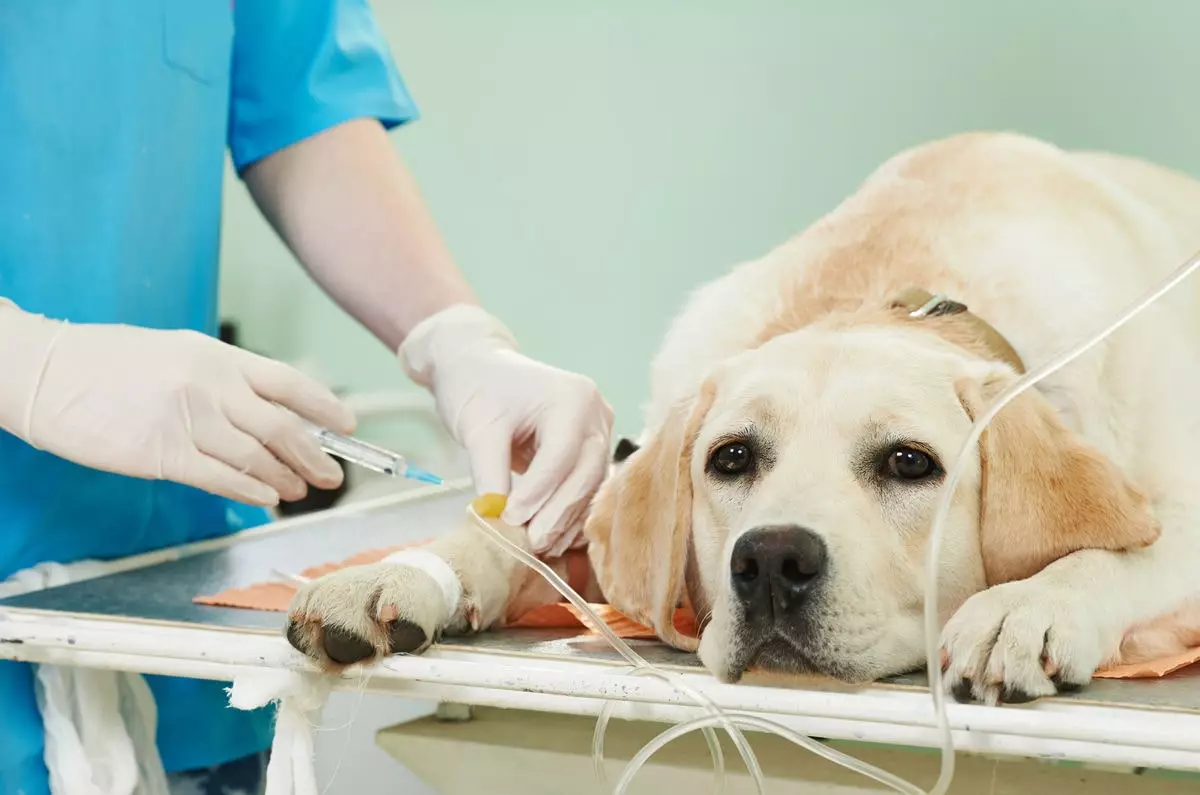 Лечение рака кожи у собак 