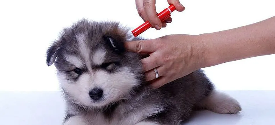 Почему вакцинация от бешенства важна для щенка хаски?